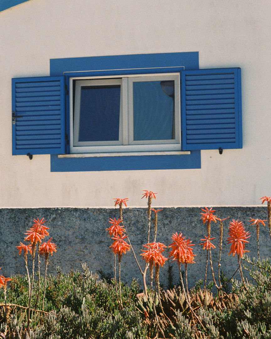 A house with a white wall, blue window, and orange flowers standing in front. 