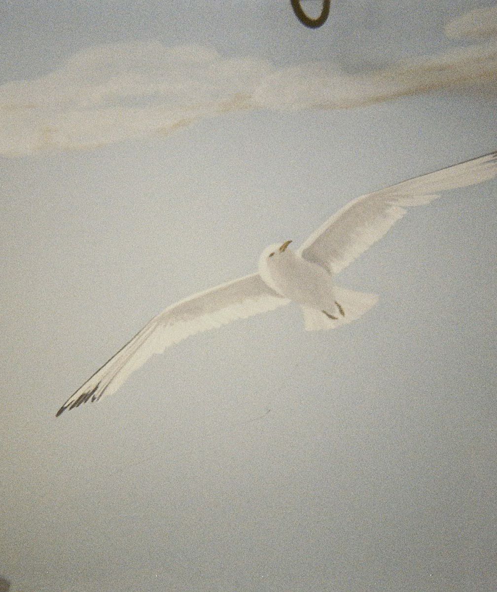 Seagull print