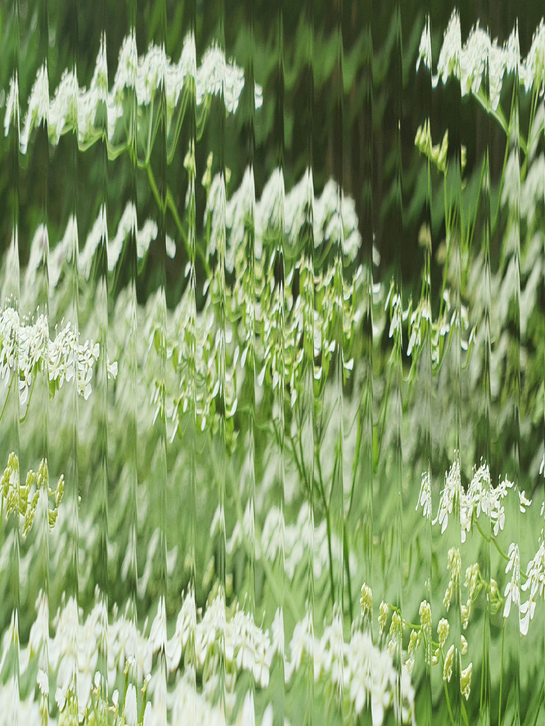 rippled view of a flower