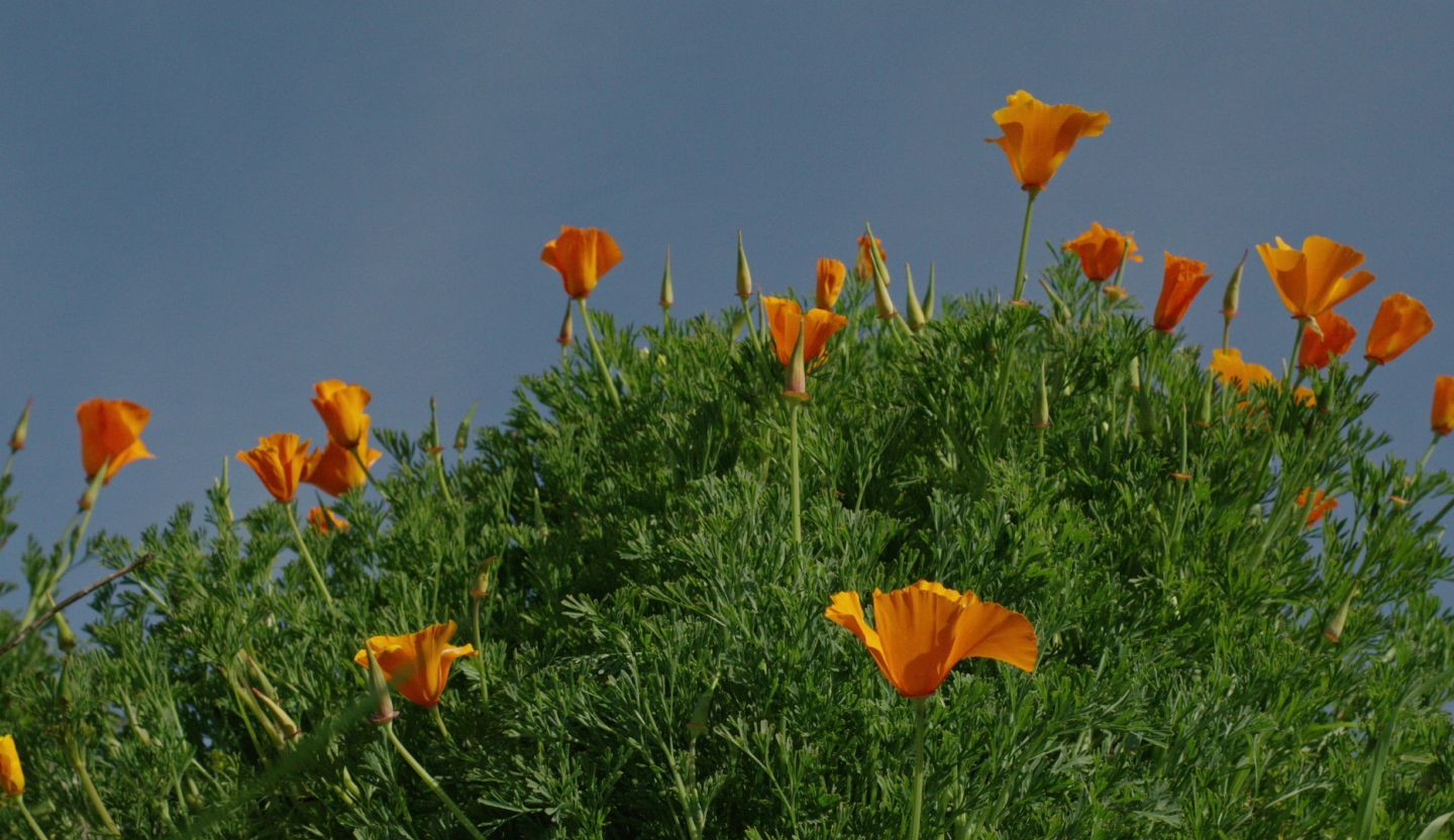 An image of orange flowers