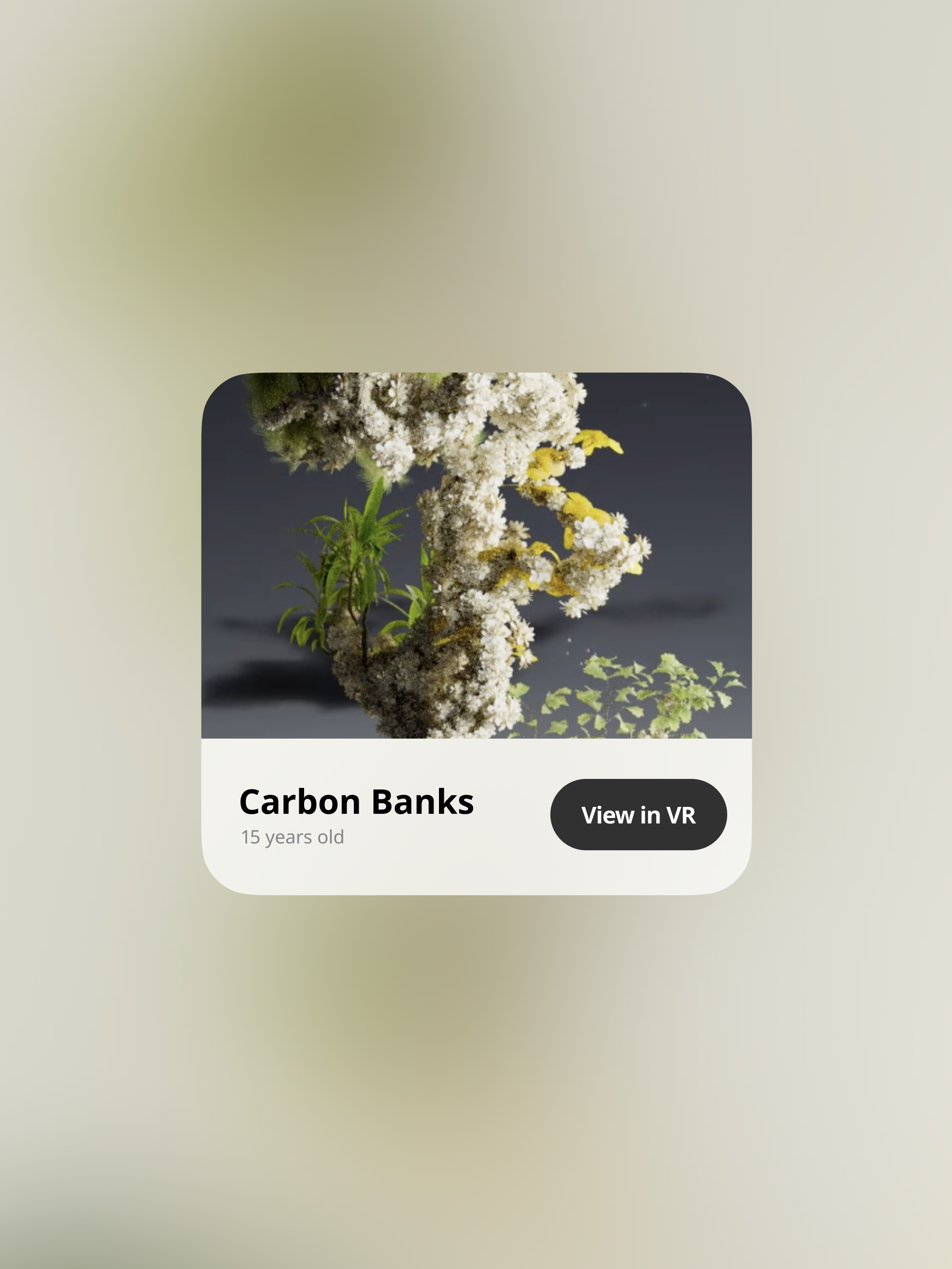 A square card showing a blooming white-flowered tree with green leaves under a blue sky, labeled "Carbon Banks" and "15 years old" with a dark "View in VR" button.