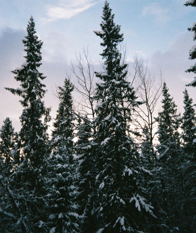 Snowy forest