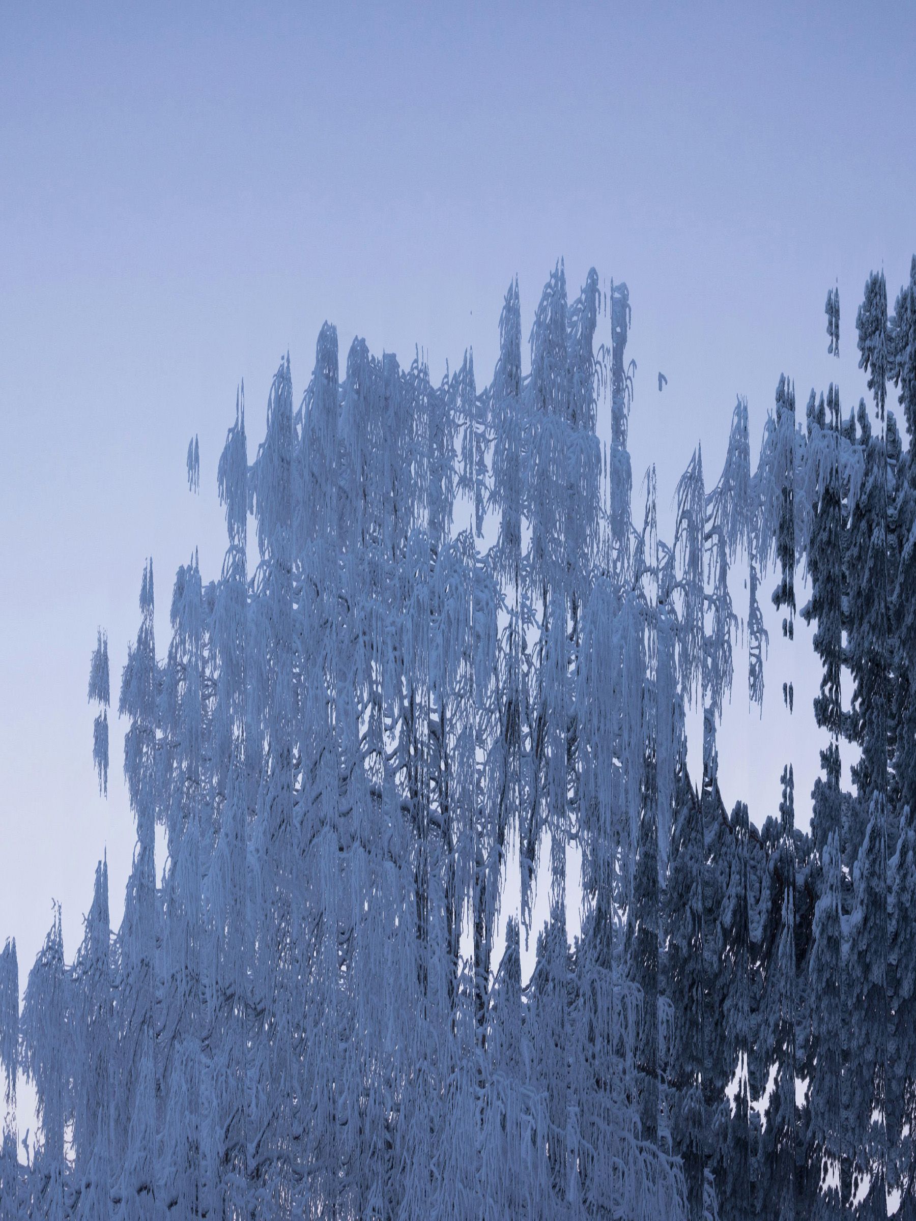 rippled image of winter tree on purple background