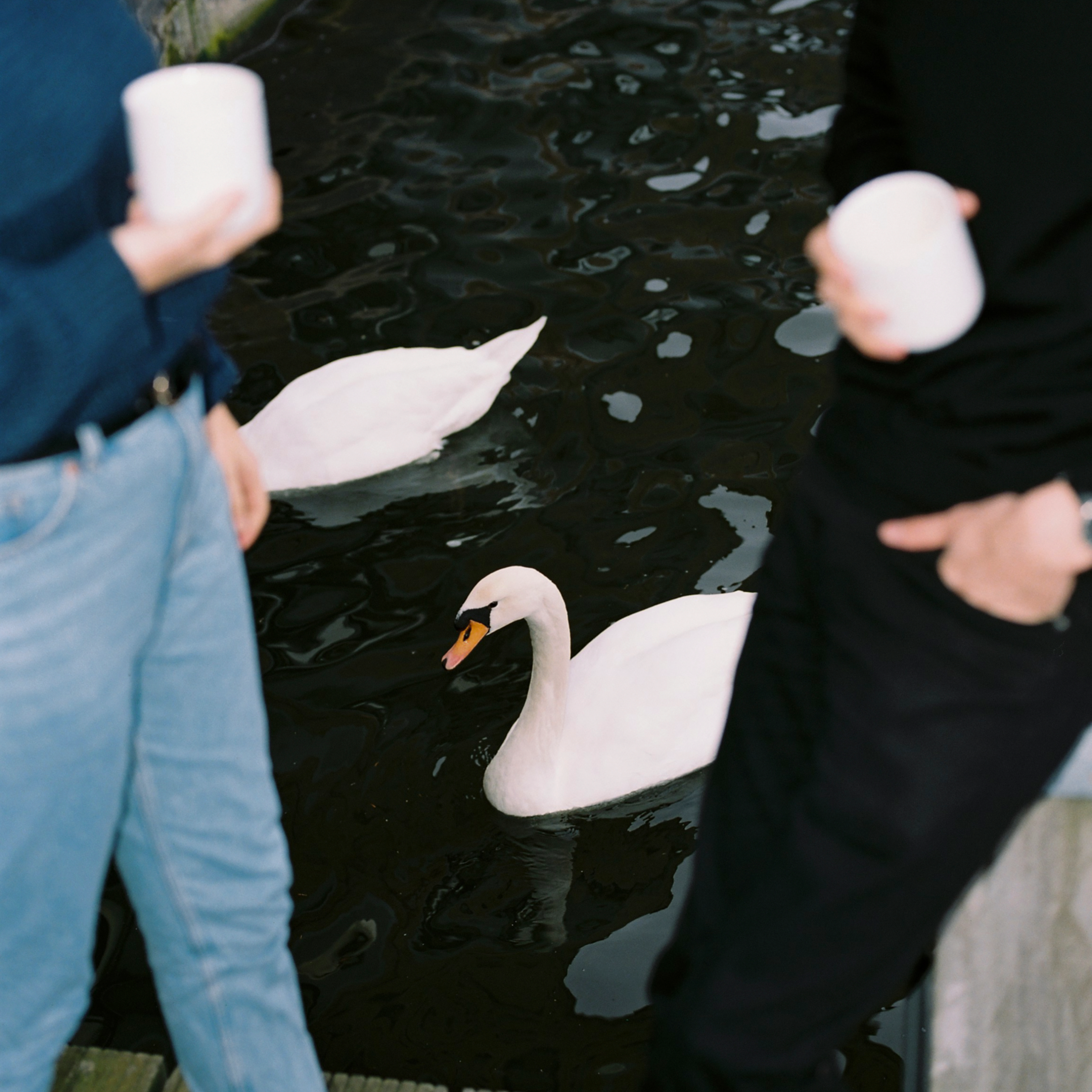 Two people standing up with a cup in hand in front of a swan