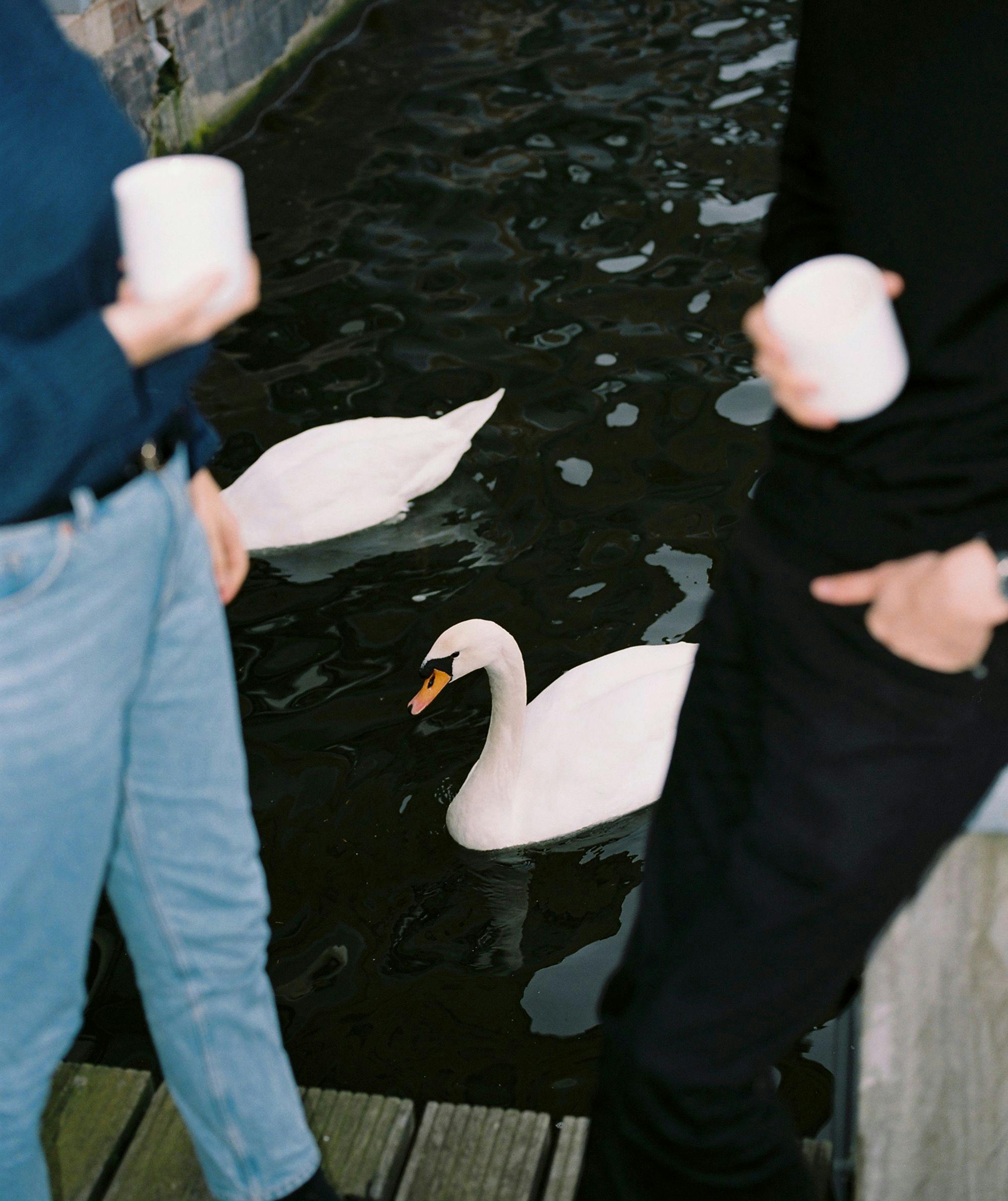 Two people standing next to swans