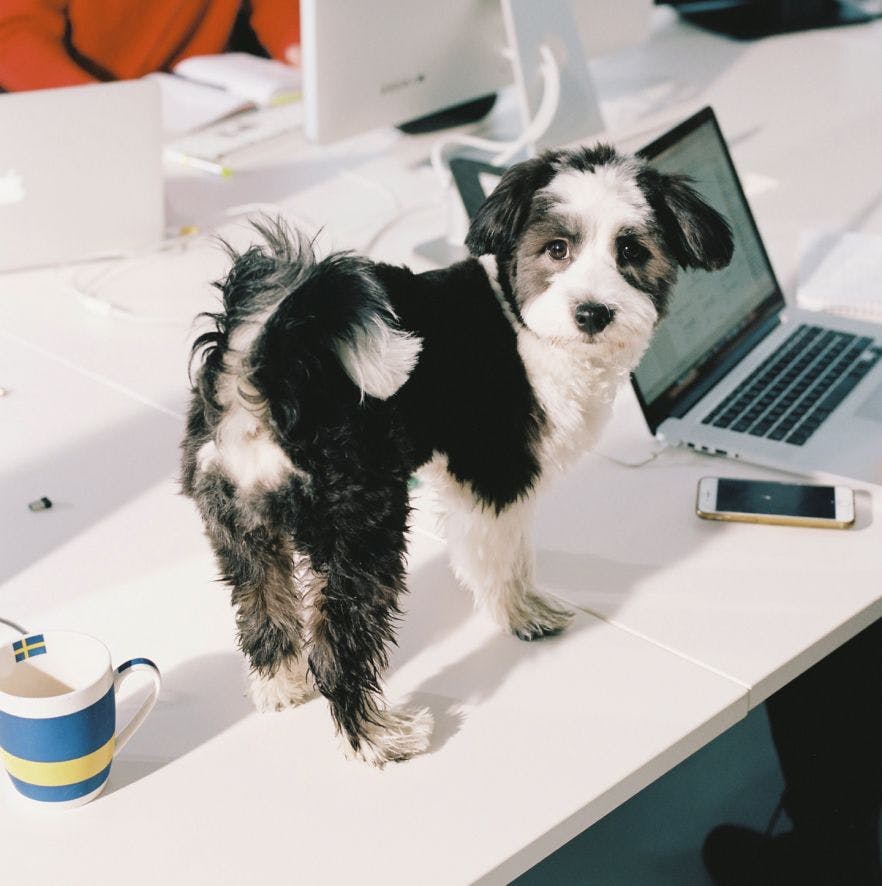 A small dog standing on a desk and looking behind