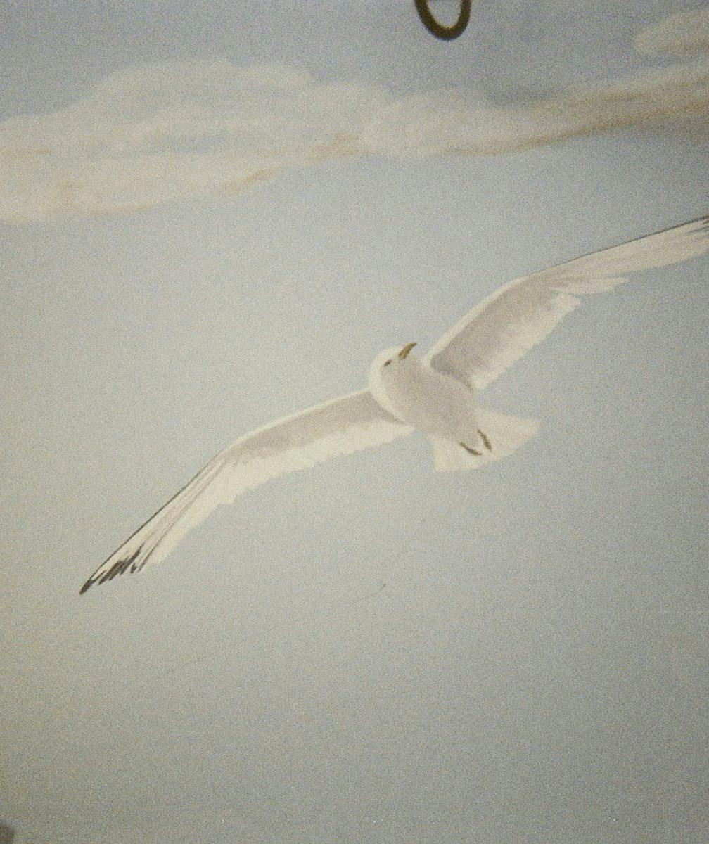 Seagull print