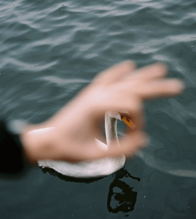 Blurred close-up of a person's hand with a swan in the background