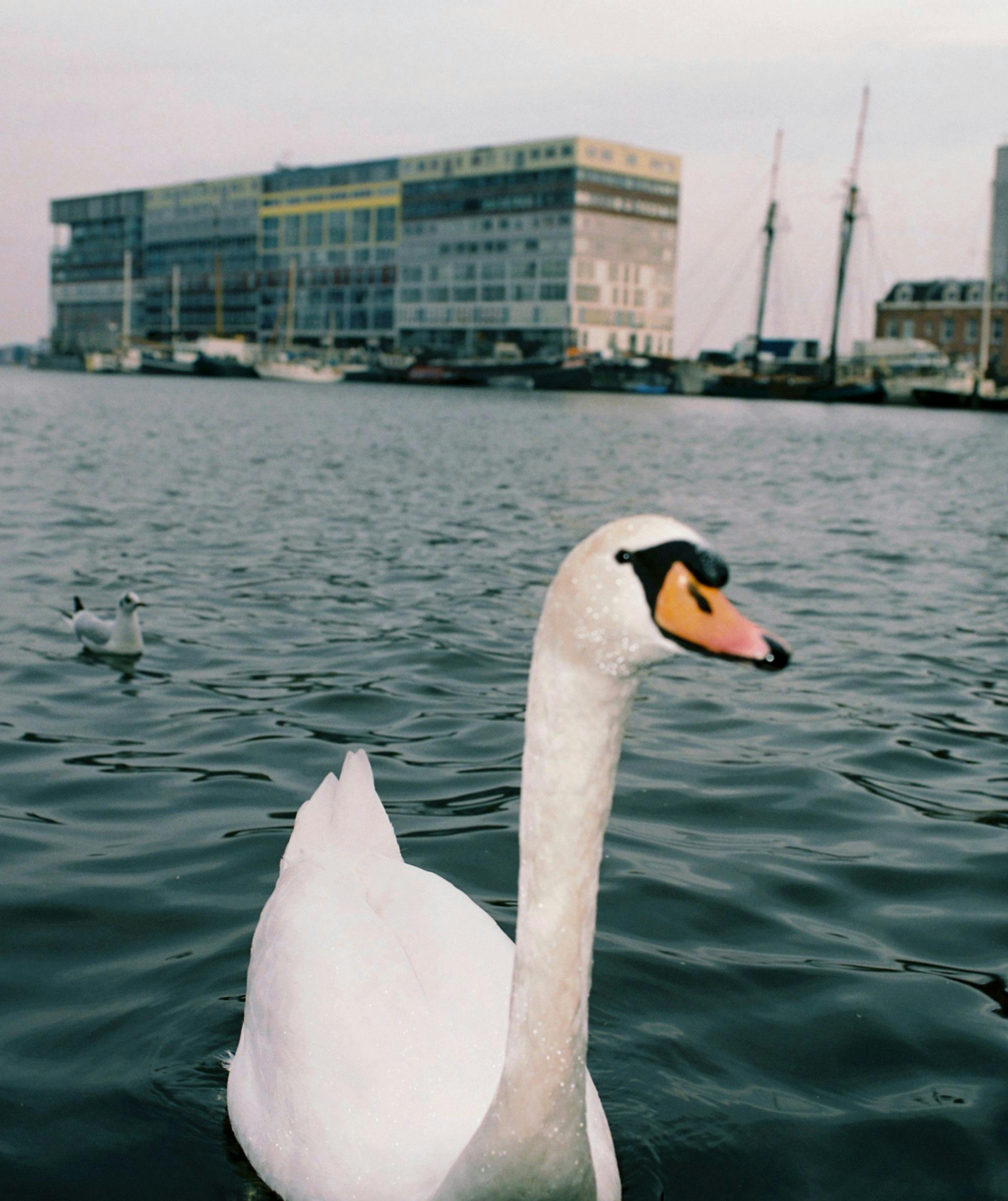 Swan swimming in a harbour