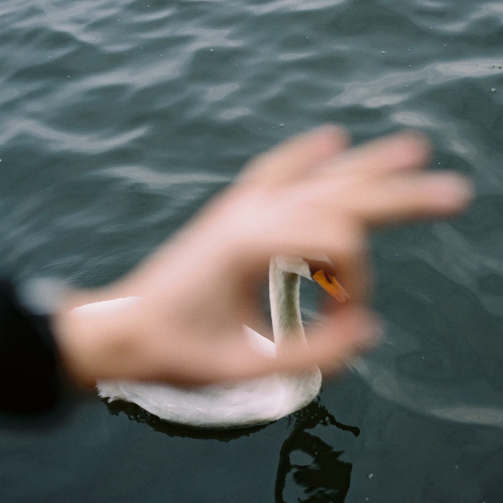 Close-up of a blurred human hand in front of a swan